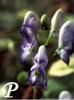 Aconitum x cammarum Bicolor