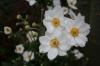 Anemone Hybrida Honorine Jobert