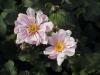 Anemone Hybrida Konigin Charlotte