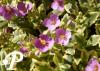 Arabis caucasica Douceur Angevine P