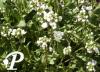 Arabis caucasica Flore Pleno