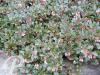 Arctostaphylos uva ursi Vancouver Jade