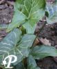 Arum italicum