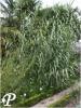 Arundo donax vert