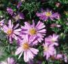 Aster Dumosus Woods Pink