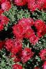 Aster Novi Belgii Royal Ruby