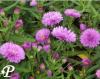 Aster novi belgii Patricia Ballard