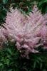 Astilbe Younique Silvery Pink Verssilverypink