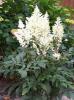 Astilbe Younique White  Verswhite