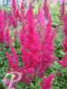Astilbe arendsii Etna