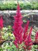 Astilbe arendsii Fanal
