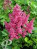 Astilbe arendsii Gertrude Brix