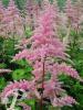 Astilbe bressingham beauty