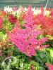 Astilbe japonica Red Sentinel