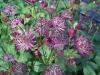Astrantia Major Claret