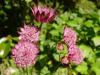 Astrantia Major Hadspen Blood