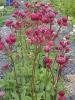Astrantia Major Lars