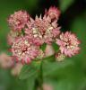 Astrantia major rouge