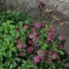 Astrantia major star of beauty