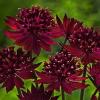 Astrantia major venice