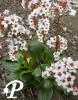 Bergenia cordifolia Silberlight Mars