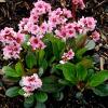 Bergenia pink dragonfly
