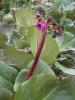 Bergenia wintermarchen