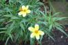 Bidens heterophyla hannays lemon drop