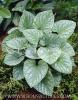 Brunnera Macrophylla Silver Wings