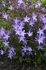 Campanula Blue RivoleT