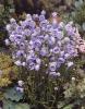 Campanula La Belle