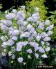 Campanula Persicifolia La Bello