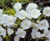 Campanula Persicifolia La Bonne Amie
