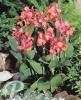 Canna Crimson Beauty