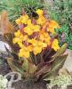Canna Gold Ader