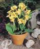Canna Primrose Yellow