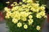 Coreopsis Full Moon