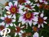 Coreopsis Heavens Gate