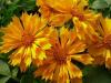 Coreopsis Jethro Tull