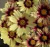 Coreopsis Redshift