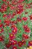 Coreopsis Verticillata Ruby Red