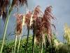 Cortaderia Selloana Gold Band