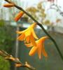 Crocosmia gerbe d'or