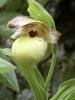 Cypripedium Flavum