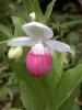Cypripedium Reginae