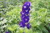 Delphinium Elatum Elmfreude