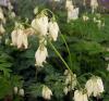 Dicentra Formosa Aurora