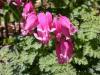 Dicentra King Of Hearts
