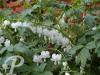 Dicentra spectabilis alba