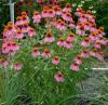 Echinacea Crazy Pink